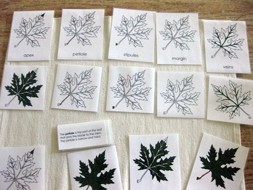 Parts of a Leaf